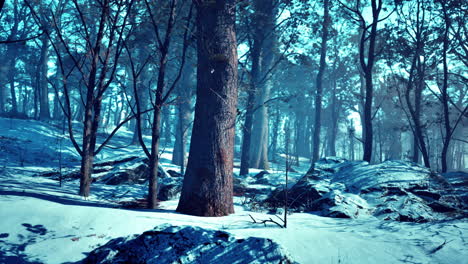 Landscape-of-spooky-winter-forest-covered-by-mist