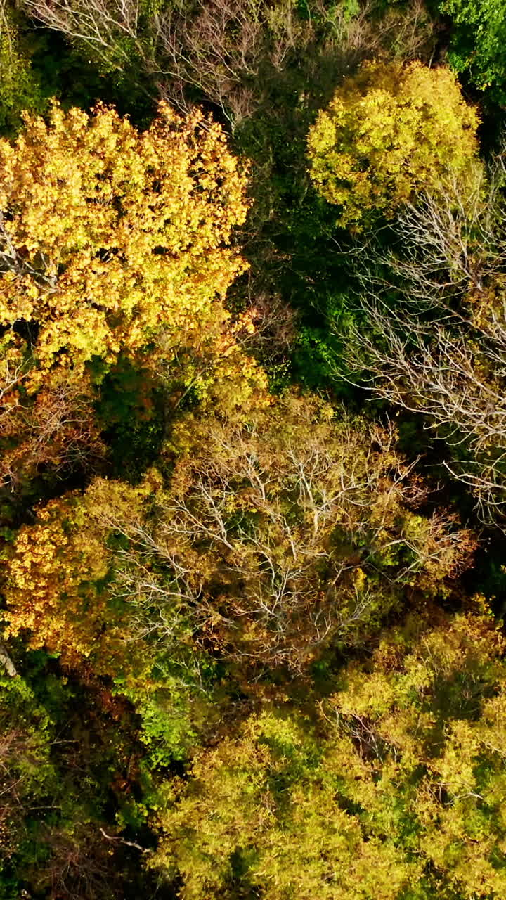 Natural background of colorful forest. Drone flying over the autumn forest. Forest with green and yellow trees. Aerial top view. Vertical video