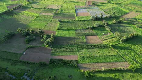 Farmland-field-pattern-in-shade-of-mountains,-half-illuminated-by-early-sun