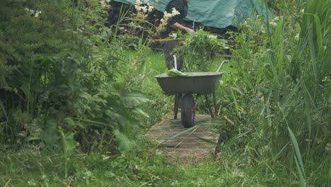 young man out gardening filling wheelbarrow with clippings