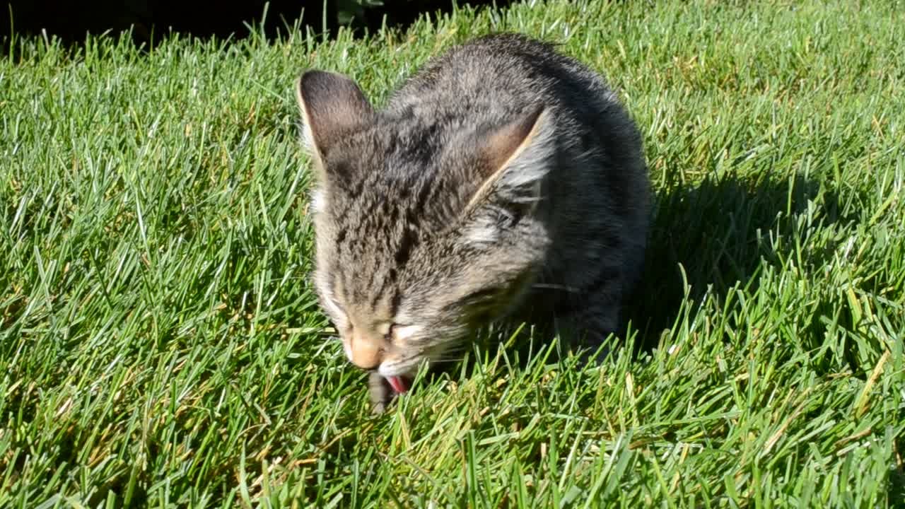 The cat washes on a green grass
