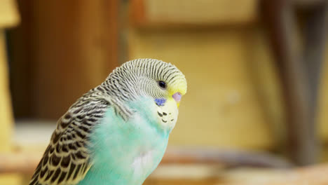 background out of focus and a shell parrot budgie parakeet on a branch