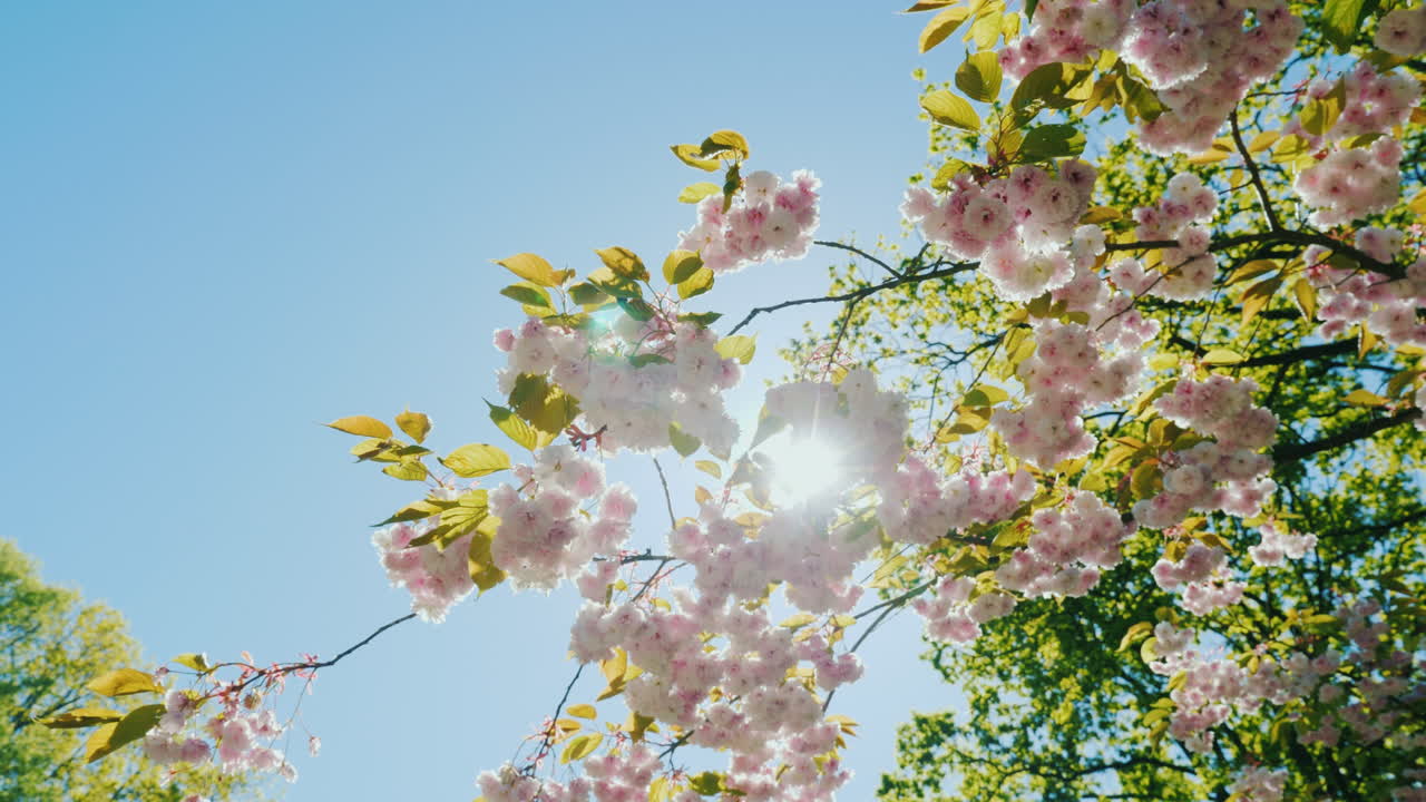 solen skinner gennem blomstrende grene