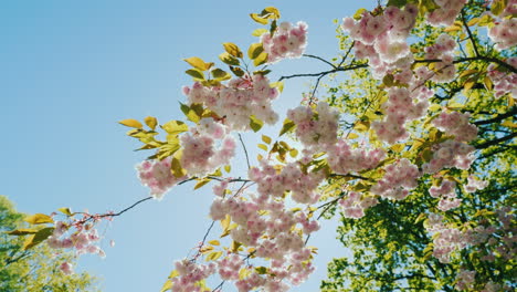 陽光透過開花的樹枝發光