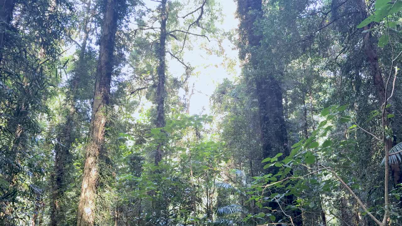 Camera tilts upward through dense, sun-dappled forest canopy in Dorrigo, New South Wales
