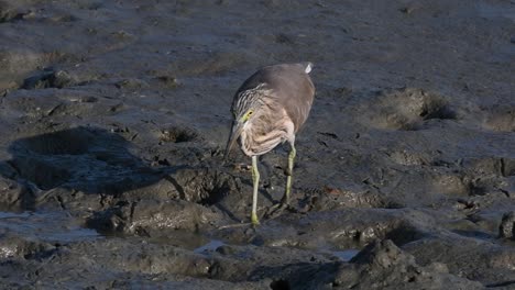 one of the pond herons found in thailand which display different plumages according to season