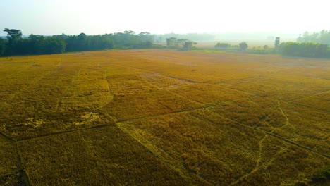 Goldenes-Ackerland-An-Einem-Nebligen-Morgen-In-Der-Erntezeit,-Bangladesch