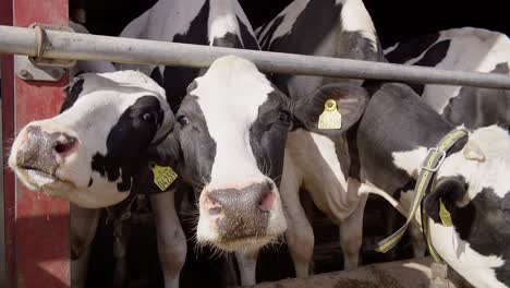 Moderne-Bauernscheune-Mit-Melkkühen,-Die-Heukühe-Im-Kuhstall-Fressen,-Kälberfütterung-Auf-Dem-Bauernhof,-Landwirtschaftsindustrie