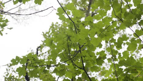 lush green canopy in millau forest