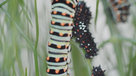 macro shot of a swallowtail butterfly caterpillar as it pushes past an immature caterpillar