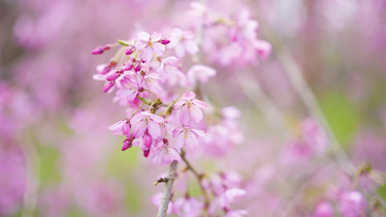 hermosas flores de cerezo rosadas