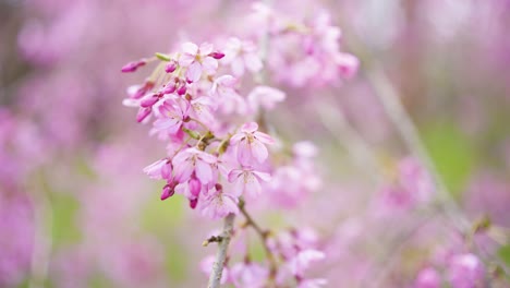 beautiful pink cherry blossoms