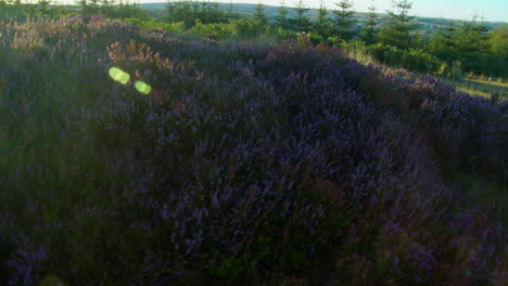 Heather-Season,-North-York-Moors-National-Park-Yorkshire-Summer-2022---Cinema-camera-Prores-4K-Clip-8