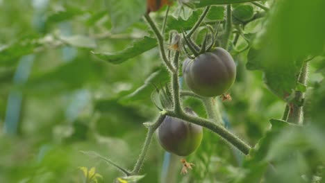 종에 따라 다른 색상의 토마토-10