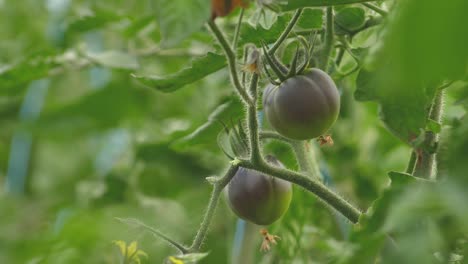 tomatoes in different colors with different species-10