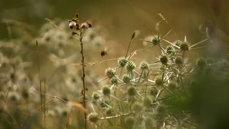 a cluster of thistles growing in a field in oostvoorne on a breezy day