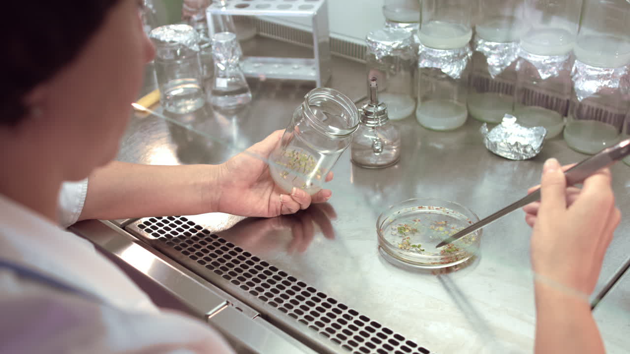 bióloga haciendo experimentos con plantas. plantas en tubo de ensayo