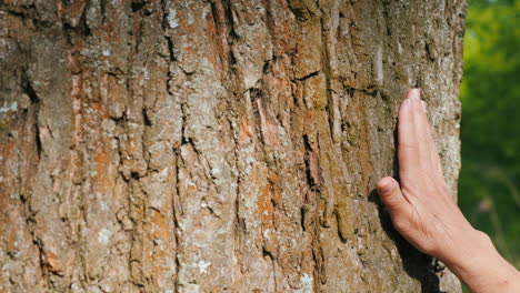 la mano tocando el tronco del árbol