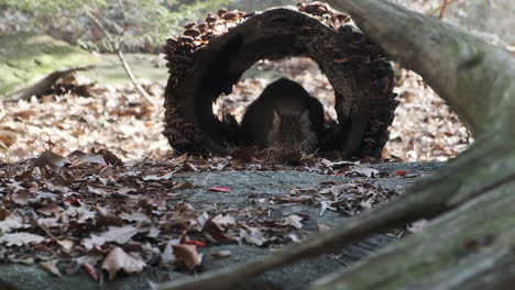 bobcat-eating-outside-in-log