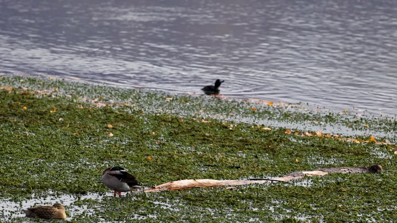 Mallard ducks interact on a grassy lakeside in Wanaka, New Zealand. Natural lighting highlights the serene environment and gentle water movement