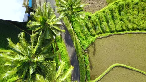 overhead drone shot of people walking on the road in the middle of plantation - rural activity of indonesia