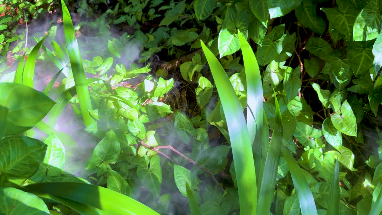 Dense fog drifts through vibrant green foliage in bright daylight, static camera, natural setting
