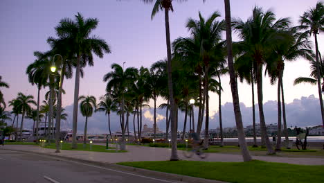 palm trees silhouetted against purple sky at dawn in south florida, u