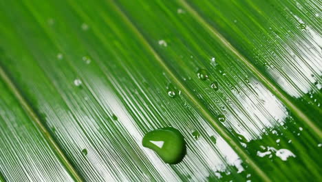green leaf with water droplets