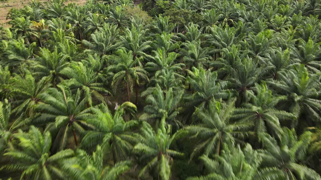 Close up drone shot flying over the top of palm trees on a palm oil farm