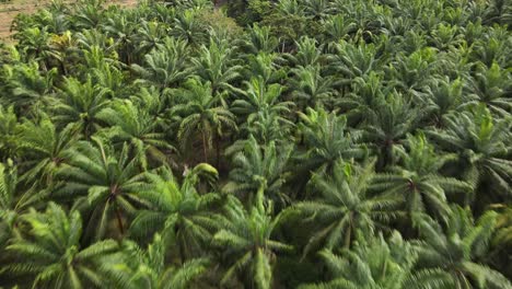 Close-up-drone-shot-flying-over-the-top-of-palm-trees-on-a-palm-oil-farm