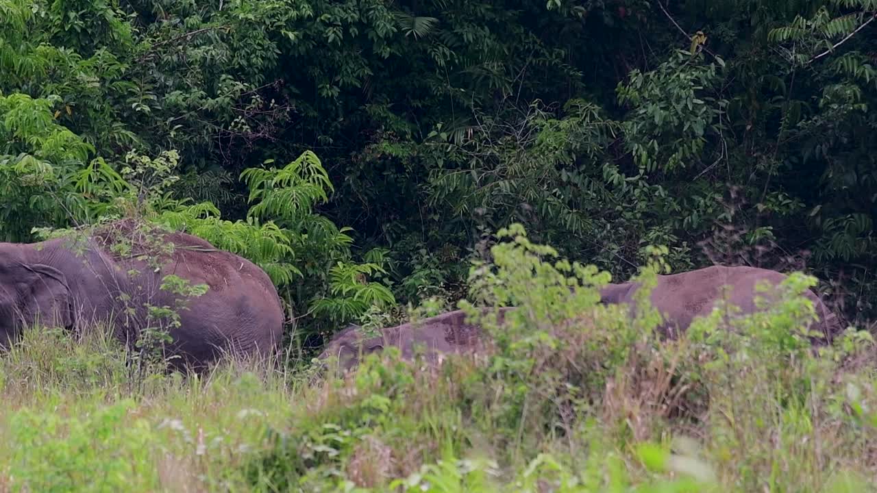 los elefantes asiáticos son especies en peligro de extinción y también son residentes de tailandia