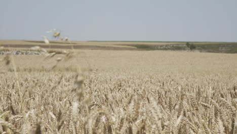 wheat crop swaying through wind outdoor in nature