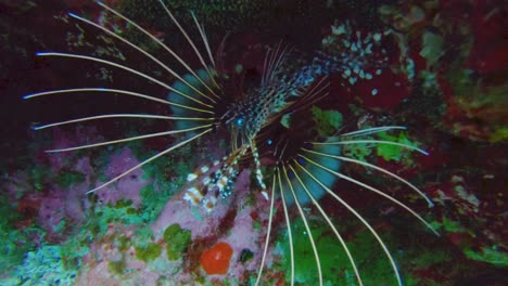 close up of broad barred firefish aka spotfin lionfish swimming in underwater lagoon