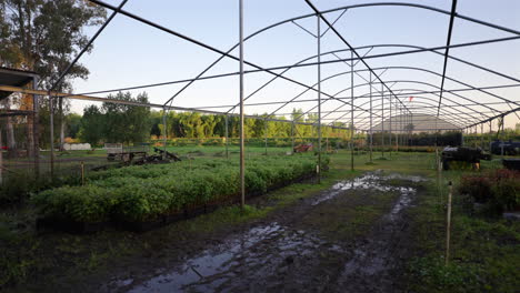Panorama view inside a greenhouse with metal framework and young plants under a clear sky.