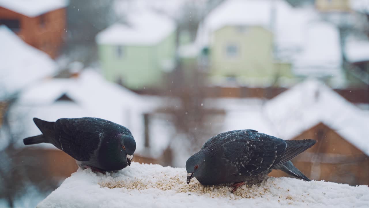 Pigeons eating in cold winter outdoors. Birds on the streets of the city.