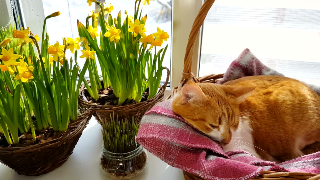 la luz del sol de la mañana en el gato rojo dormido