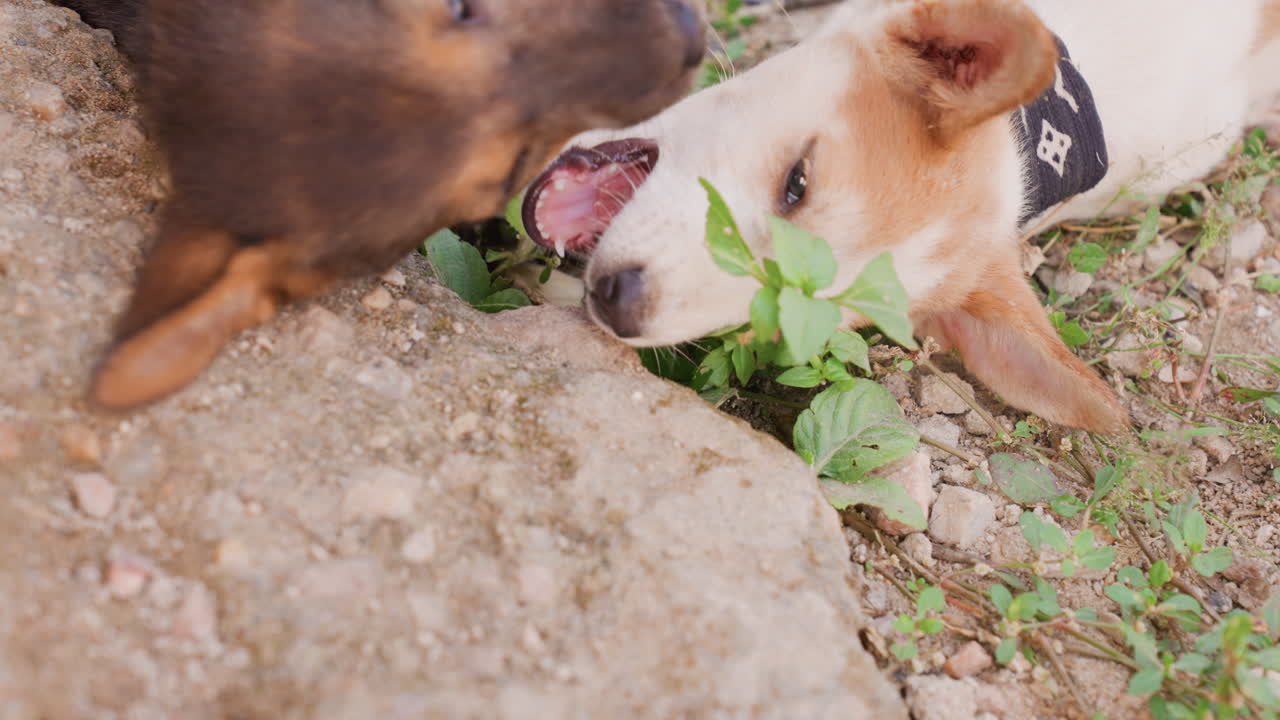 Zwei Welpen erkunden spielerisch die Natur. Junge Hunde bauen Bindung durch spielerisches Beißen und Schnüffeln im Garten auf. Zwei Welpen interagieren liebevoll mit sanften Zupfern und Nasenberührungen im Gras