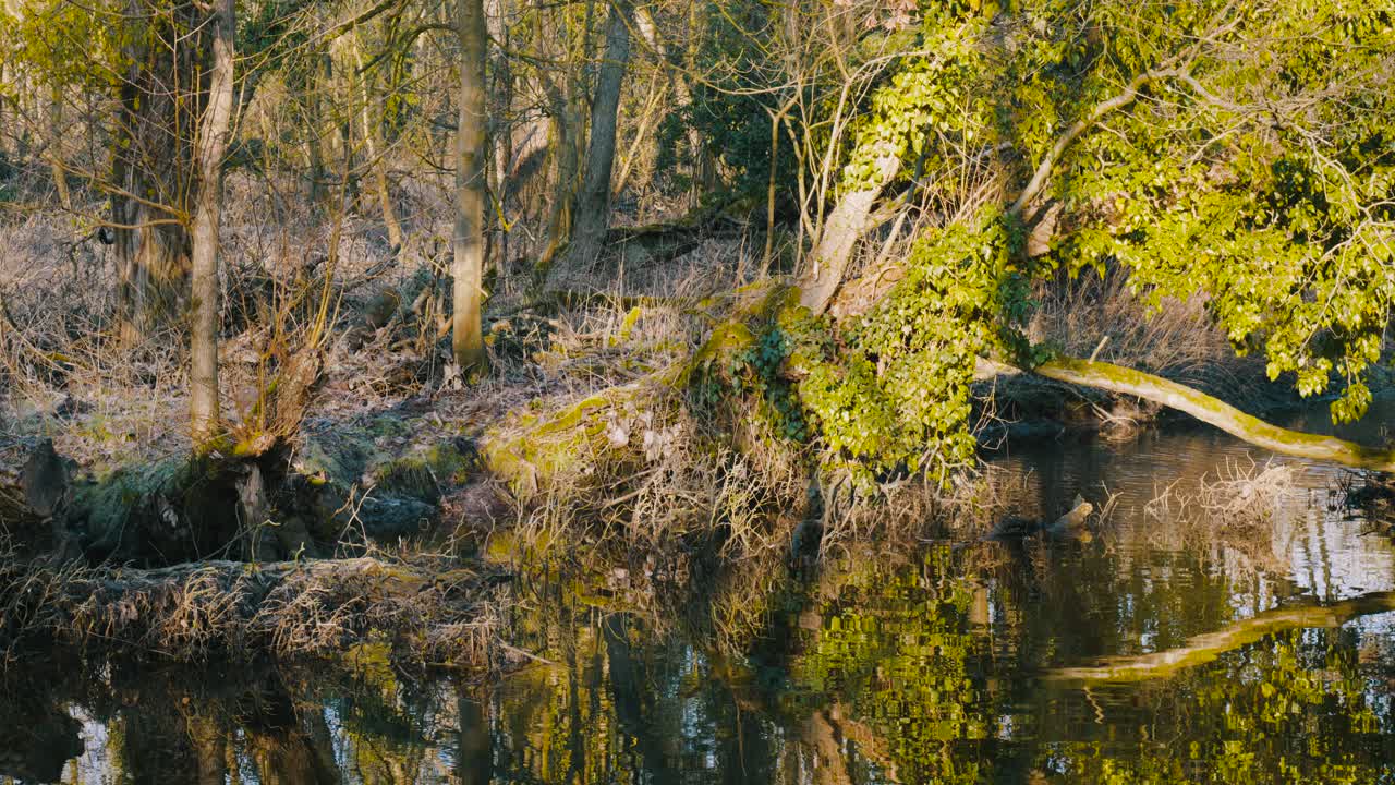Un cervo cerca cibo nell'habitat degli uccelli del lago di Thetford Nunnery, in Inghilterra, Regno Unito.