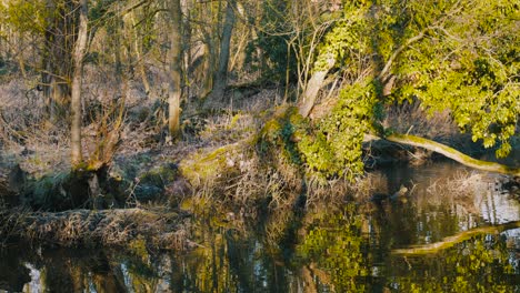 A-deer-is-searching-for-food-in-the-Thetford-Nunnery-lake-bird-habitat,-in-England,-UK