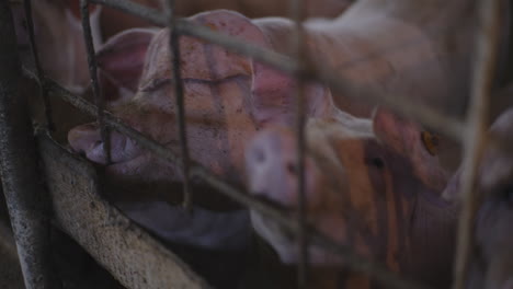 pigs in a farm pen