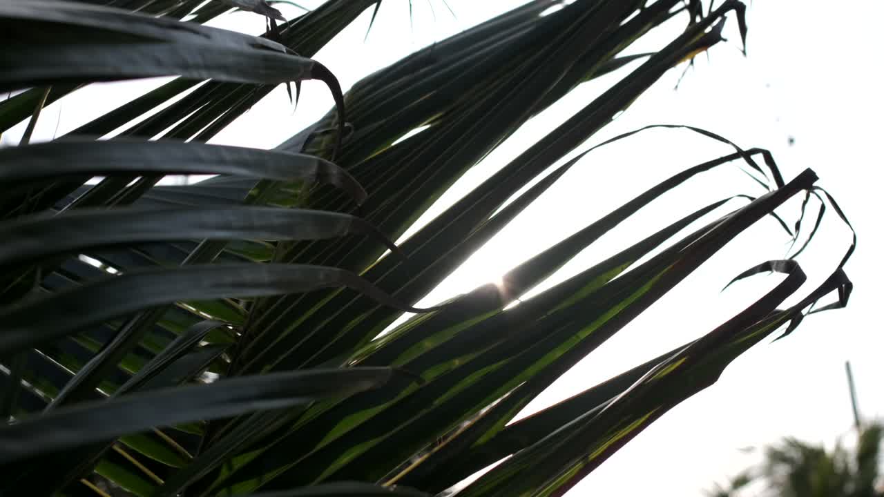 cámara lenta: palmera en el viento