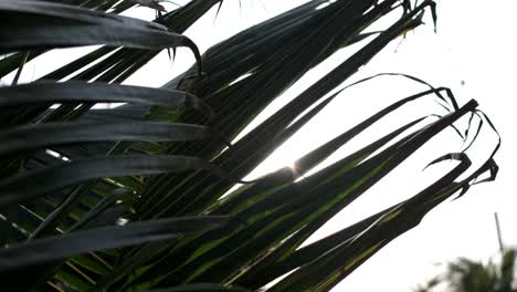 slow motion: palm tree in the wind