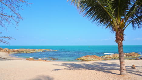 Palm-tree-on-white-beach-with-blue-sea-in-background