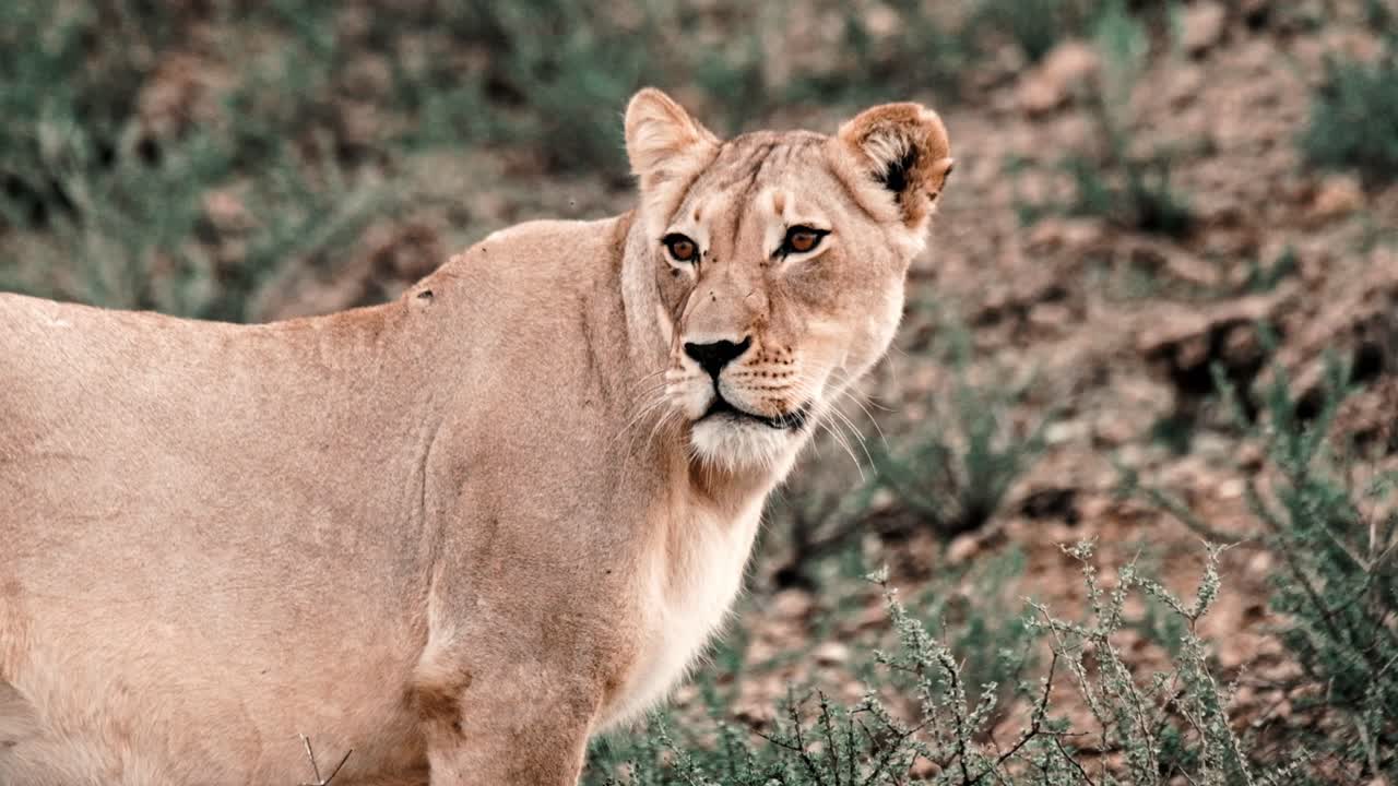 A beautiful female lioness looking around in the Kalahari national park of South Africa