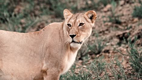 a beautiful female lioness looking around in the kalahari national park of south africa