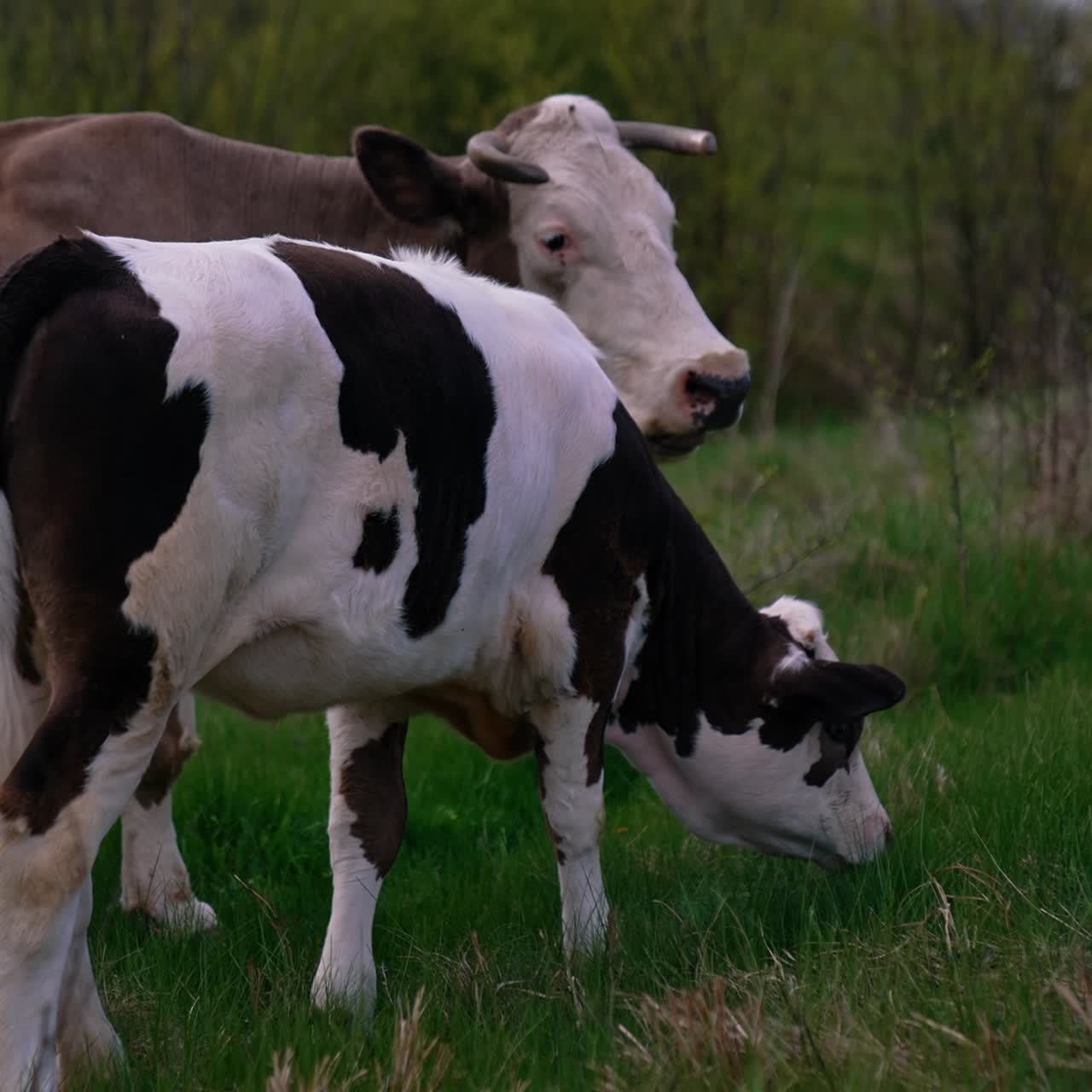 Calf and a cow in nature. Beautiful white and black calf grazing grass next to the brown cow on pasture in summer