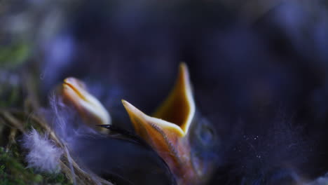 Aschenputtel-Vogelküken-Warten-Auf-Ihre-Mutter