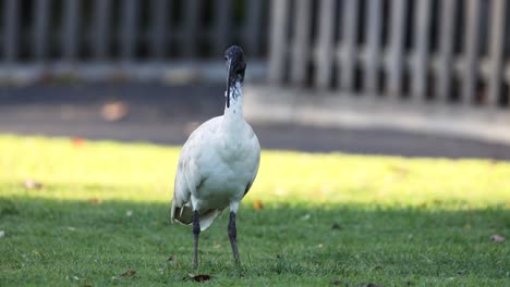 ibis foraging on grass in zoo enclosure