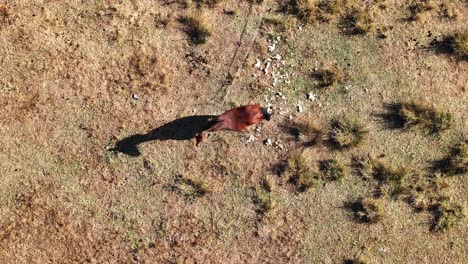 Wanderndes-Pferd-In-Buldan-Türkiye