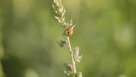 flower field, ladybug on a twig flowers plant, ladybird rural scenery, bright sunny light, blur bokeh, calm peaceful macro close up shot, lady beetle